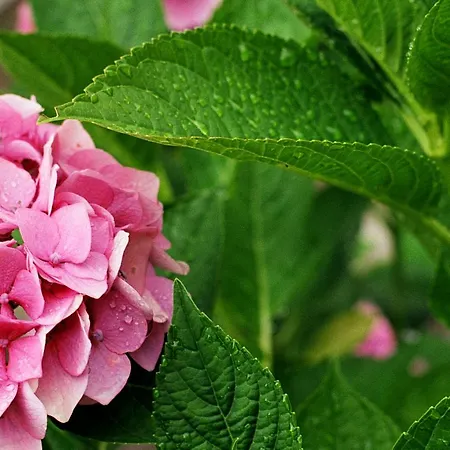 Alfred Wunder Pörtschach am Wörthersee