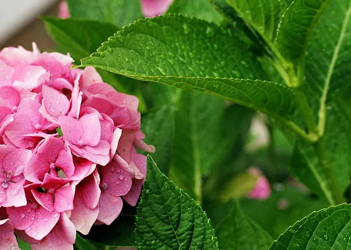 Alfred Wunder Pörtschach am Wörthersee